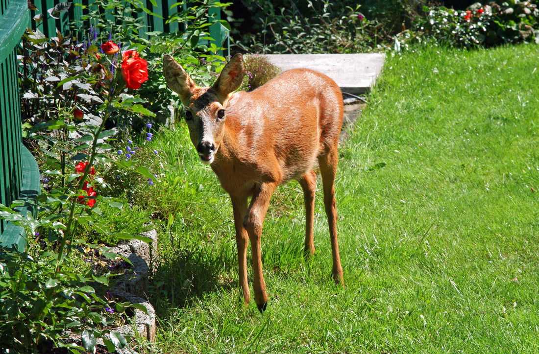 deterring-wildlife-and-ticks-from-garden