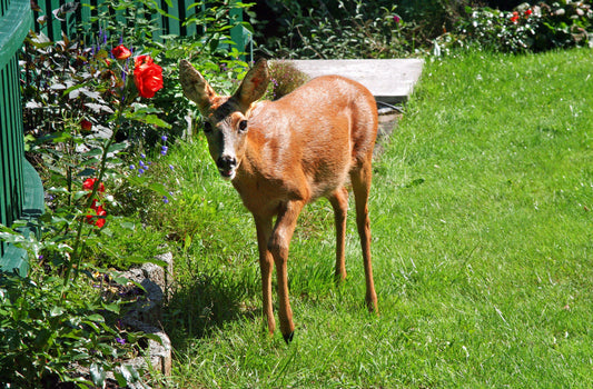 deterring-wildlife-and-ticks-from-garden