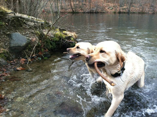 Autumn Safety Tips for Pet Owners