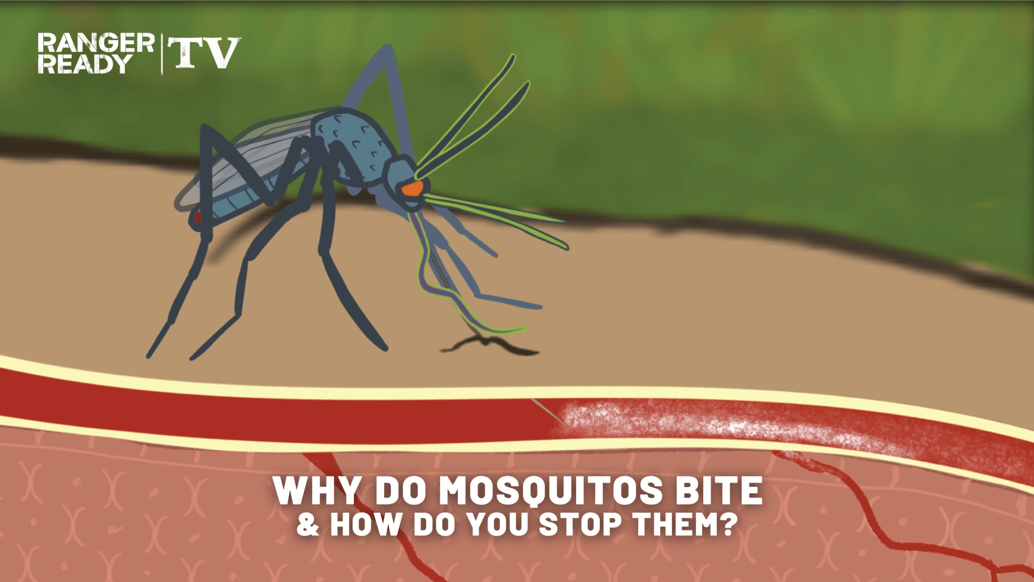 how do mosquitoes bite