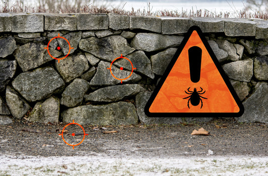 do ticks die in the winter winter hotspots for ticks