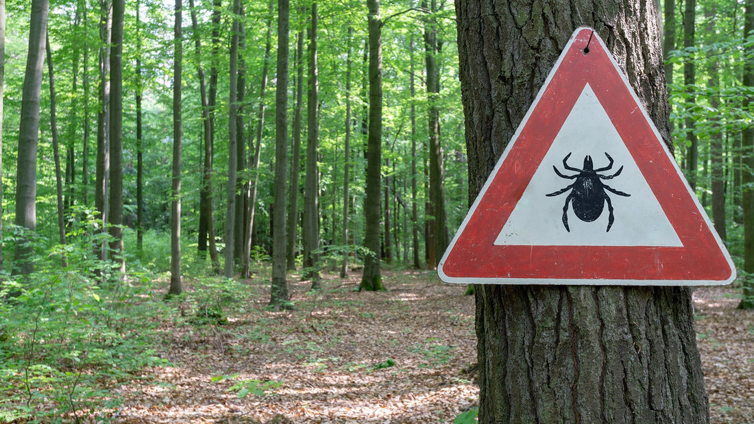 THE DANGERS OF LYME DISEASE: IDENTIFYING THE SYMPTOMS & STAGES