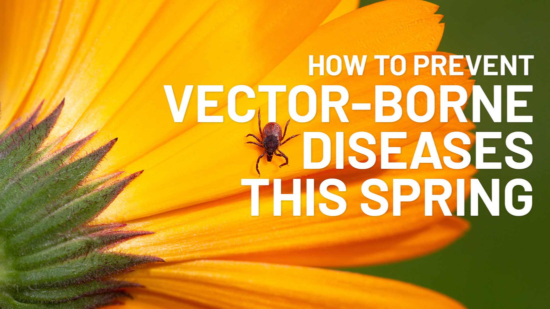 preventing-vector-borne-diseases